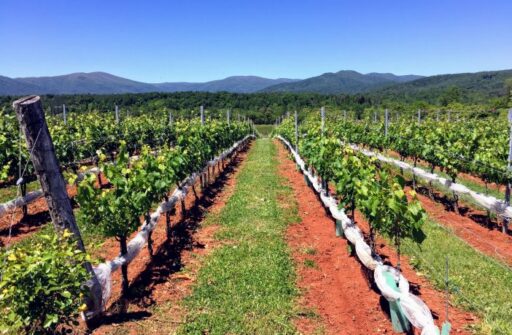 Some Views from the 2017 Virginia Wine Summit